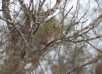 Ferruginous Pygmy-Owl vs Ruby-crowned Kinglet 8110