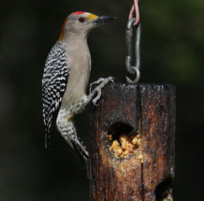 Golden-fronted Woodpecker 8364