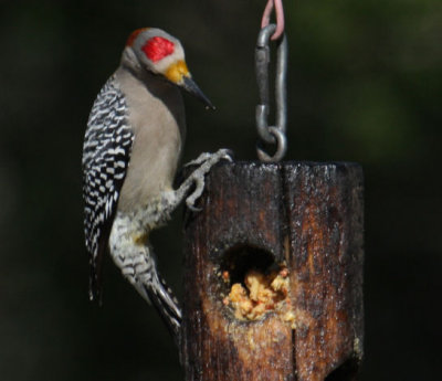 Golden-fronted Woodpecker 8366