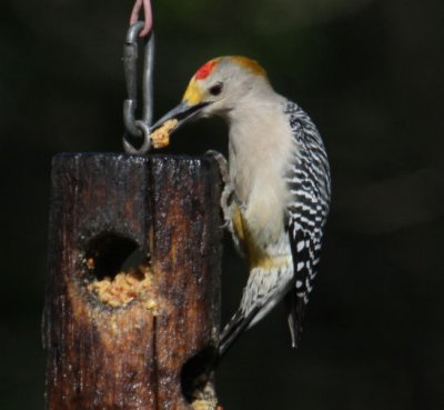 Golden-fronted Woodpecker 8390