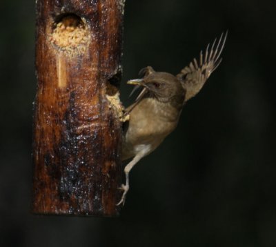 Clay-colored Thrush 8407