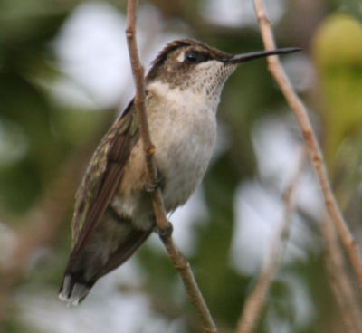 Ruby-throated Hummingbird 8606