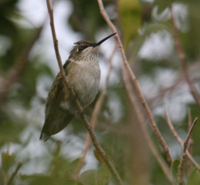 Ruby-throated Hummingbird 8620