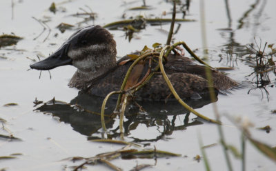 Ruddy Duck 8637