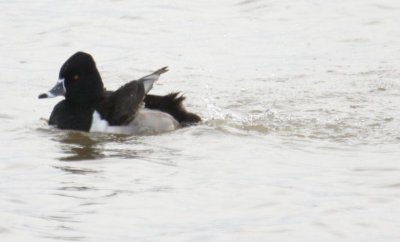 Ring-necked Duck 8653