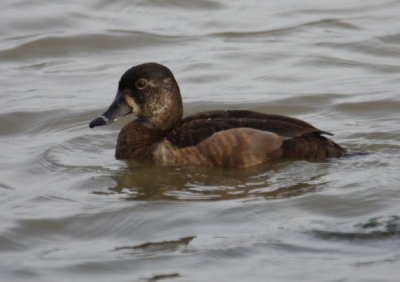 Ring-necked Duck 8670
