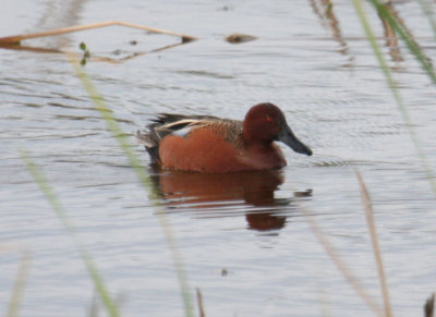 Cinnamon Teal 8728