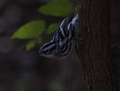 Black-and-white Warbler 8488