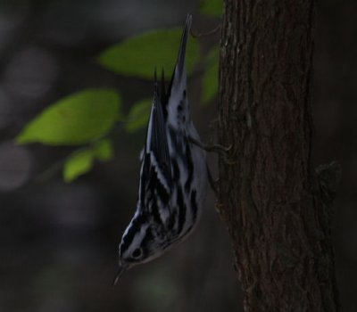 Black-and-white Warbler 8490