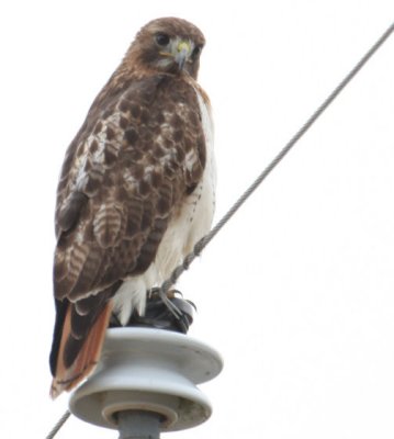 Red-tailed Hawk 7671