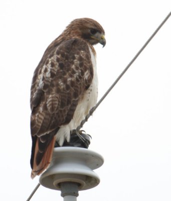 Red-tailed Hawk 7677