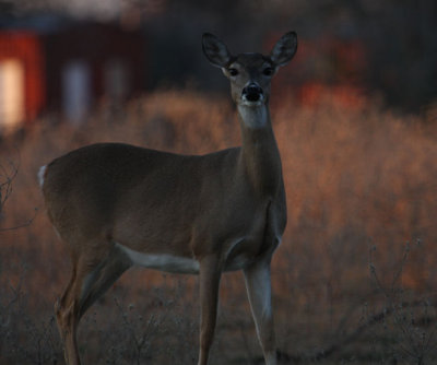 White-tailed Deer 7688