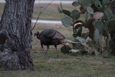Wild Turkey 8837