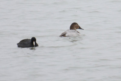 Canvasback and American Coot 8841