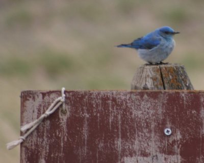 Mountain Bluebird 7682