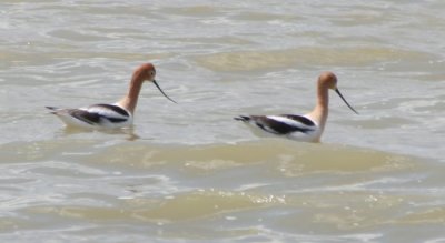 American Avocets 8047