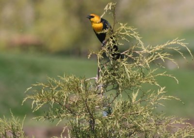 Yellow-headed Blackbird 9112