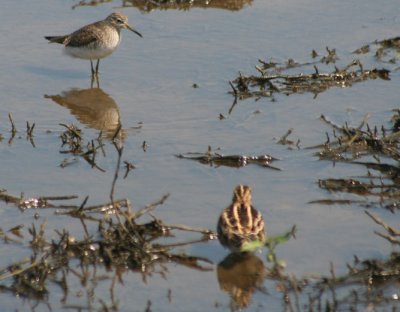 Solitary Sandpiper and Wilson's Snipe 6198