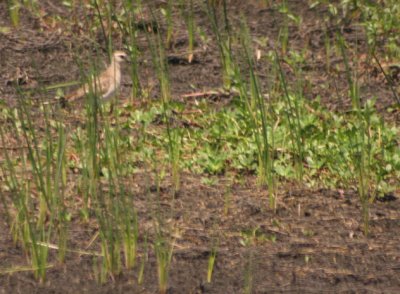 American Golden-Plover 6287