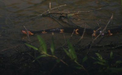 Broad-banded Water Snake 6218