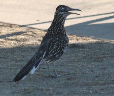 Greater Roadrunner 5657