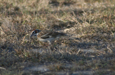 Lark Sparrow 5703