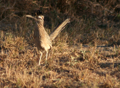 Greater Roadrunner 5770