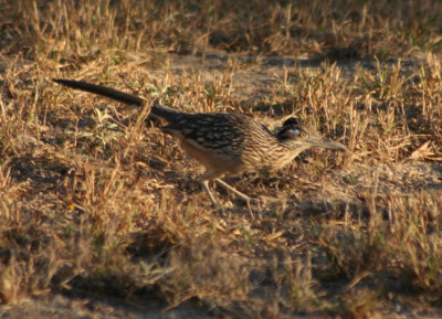 Greater Roadrunner 5789