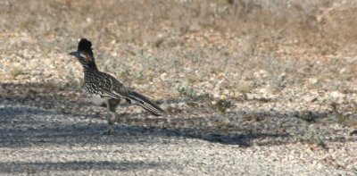 Greater Roadrunner 5591