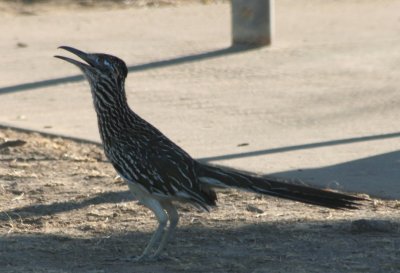 Greater Roadrunner 5662