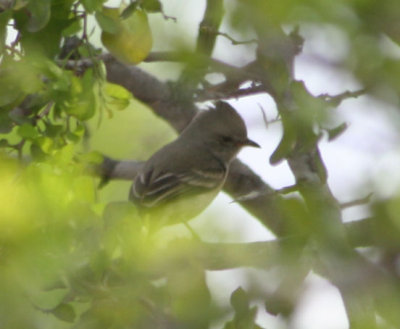 Northern Beardless-Tyrannulet 002