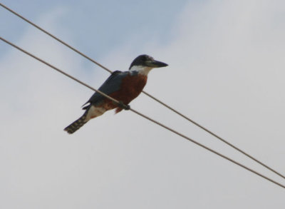 Ringed Kingfisher 025
