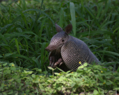 Nine-banded Armadillo 038