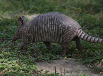 Nine-banded Armadillo 044