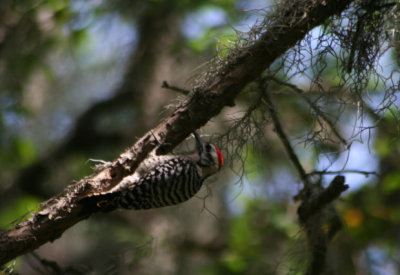 Ladder-backed Woodpecker 061