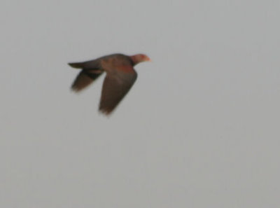 Red-billed Pigeon 227
