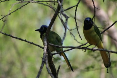 Green Jays 336
