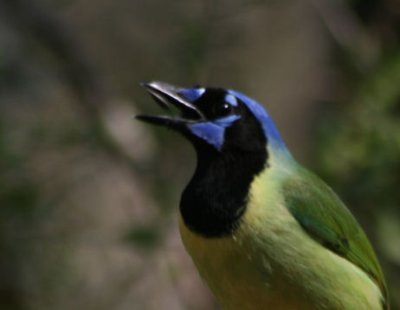 Green Jay 360
