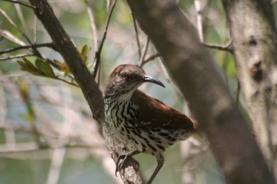 Long-billed Thrasher 442