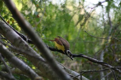 Great Kiskadee 298