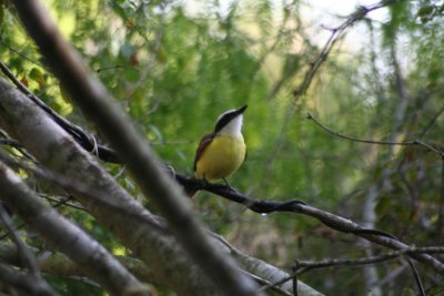 Great Kiskadee 302