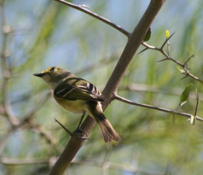 White-eyed Vireo 473