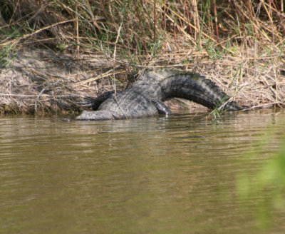 American Alligator 537