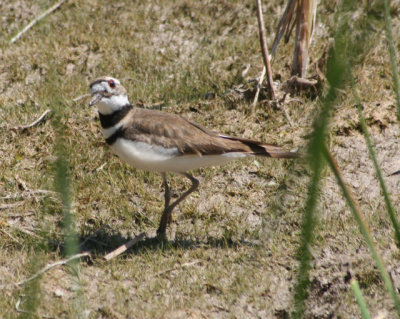 Killdeer 723