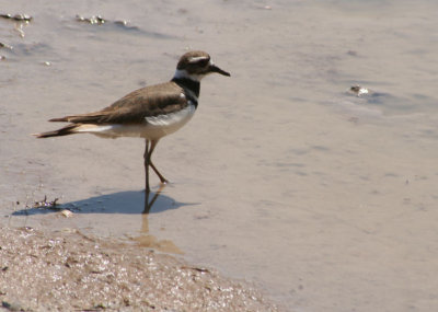 Killdeer 726