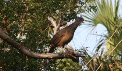 Plain Chachalaca 042