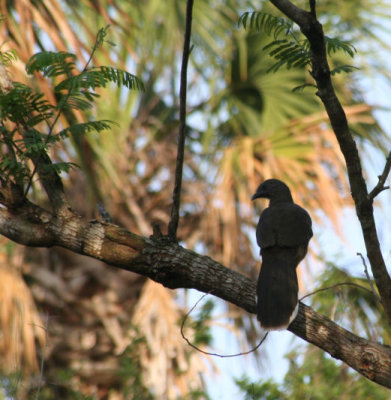 Plain Chachalaca 055
