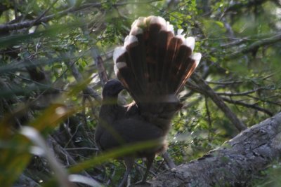 Plain Chachalaca 060