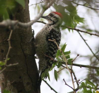 Ladder-backed Woodpecker 066