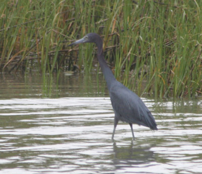 Little Blue Heron 076